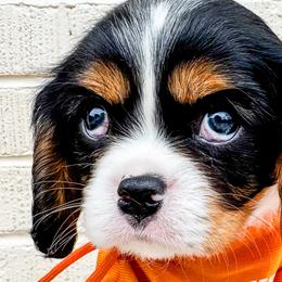 Bernedoodles, Bernese Mountain Dogs, Cavalier King Charles Spaniels, and Goldendoodles from Adventure Doodles Of East TN