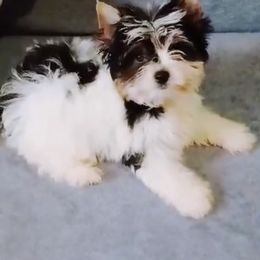 Biewer Terrier Puppies from Petit Bijou