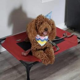 Goldendoodles from Sophie June’s Doodles