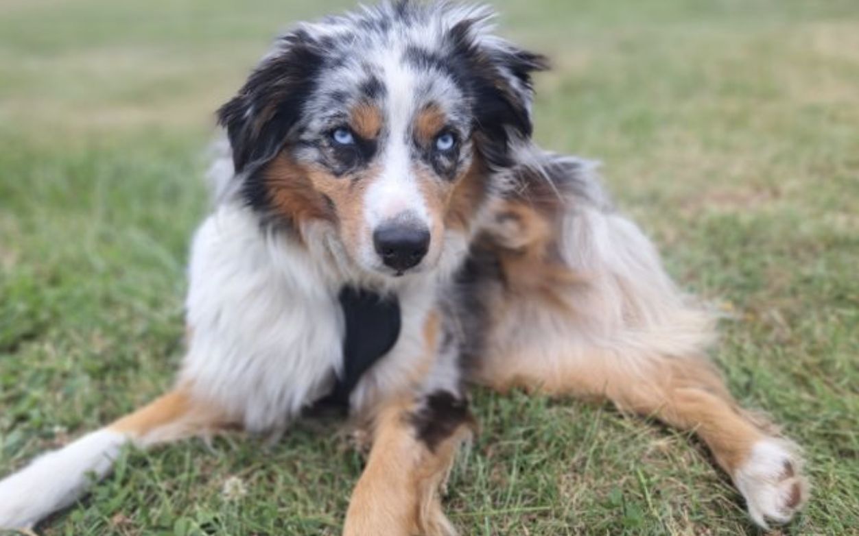 House of the Moon Aussies in Tennessee | Australian Shepherd puppies ...