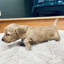 Dachshund Puppies from Guiley Doxies
