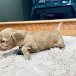 Dachshund Puppies from Guiley Doxies