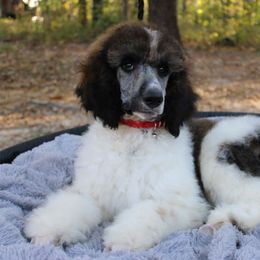 Barak - Parti male Poodle puppy in Bauxite, Arkansas from Mountain Ridge Poodles
