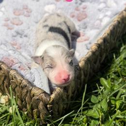 Calamity Jane - Blue merle female Border Collie puppy in Owenton, Kentucky from Three16 Ranch