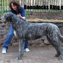 Cash - Irish Wolfhound