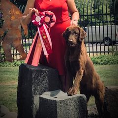 Cardi - Flat-Coated Retriever