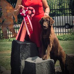 Cardi - Flat-Coated Retriever