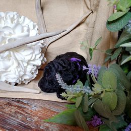 Poodle Puppies from Spangled Standard Poodles