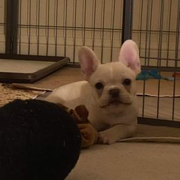 French Bulldog Puppies from Queens of the South