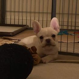 French Bulldog Puppies from Queens of the South