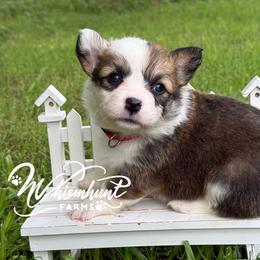 Fluffy Sable - Sable female Pembroke Welsh Corgi puppy in Nashville, Arkansas from Whisenhunt Farms