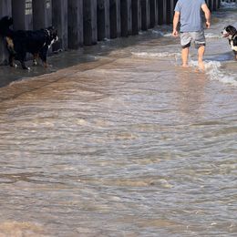 Bernese Mountain Dog Puppies from Lonesome Pine Farm