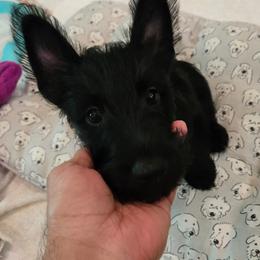 Pink - Female1 - Black female Scottish Terrier puppy in Conroe, Texas from Scotch McLaren Terriers
