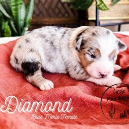 Diamond - Blue merle female Miniature Australian Shepherd puppy in Apache Junction, Arizona from Circle T Mini Aussies