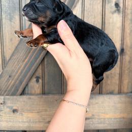 Lucifer - Black and tan male Cavapoo puppy in Spring Hill, Florida from Parisian Puppies
