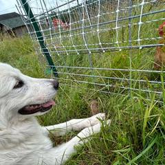 Maremma Sheepdogs from Wildsong Farm