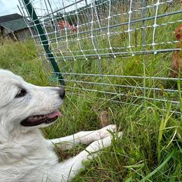 Maremma Sheepdogs from Wildsong Farm