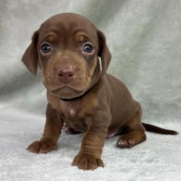 Male 1 - Chocolate male Dachshund puppy in Birmingham, Alabama from LongBottomDachshunds