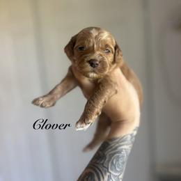 Clover - Apricot male Goldendoodle puppy in Waterford, California from Alvdoodles
