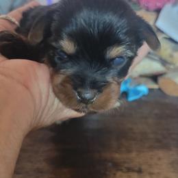 Brady - Black and tan male Yorkshire Terrier puppy in Chickasha, Oklahoma from SISSYS YORKIES