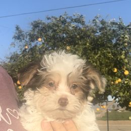 Maltese, Morkie, and Yorkshire Terrier Puppies from California AKC Maltese & Yorkies