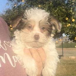 Maltese, Morkie, and Yorkshire Terrier Puppies from California AKC Maltese & Yorkies