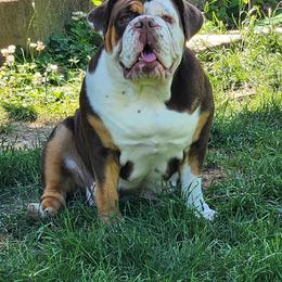 Reese - Bulldog