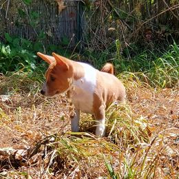 Basenji Puppies from Basenji Puppies