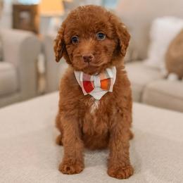 Ares - Red  male Goldendoodle puppy in Iola, Texas from Supreme Doodles of Texas