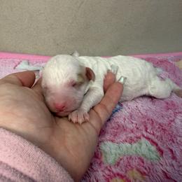 Snow - Parti female Poodle puppy in Stilwell, Oklahoma from LR&R Dog Co.