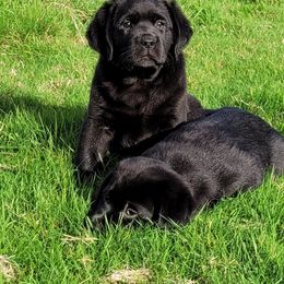 Labrador Retriever Puppies from East Deep River Farm and Labradors
