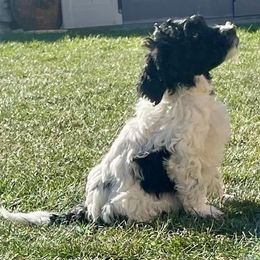 Australian Labradoodle Puppies from Lokal Labradoodles