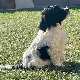 Australian Labradoodle Puppies from Lokal Labradoodles