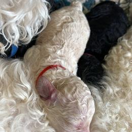 Idiom - White male Poodle puppy in Alaska from Rumor Haz It Kennels