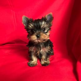 VD purple girl - Blue and gold female Yorkshire Terrier puppy in Alburnett, Iowa from Hobbs Shire Yorkies