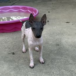 Sunshine - White and black female American Hairless Terrier puppy in Buckingham, Illinois from Gaus Hof