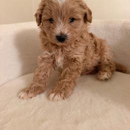 George - Parti male Maltipoo puppy in Charles City, Virginia from Historic triangle doodles Charles City, Virginia