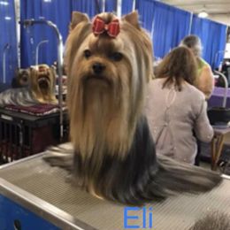 Eli - Yorkshire Terrier