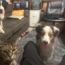 Vega - Blue merle female Australian Shepherd puppy in Muncie, Indiana from Gemfire Australian Shepherds