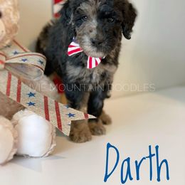 Goldendoodle Puppies from Ivie Mountain Doodles