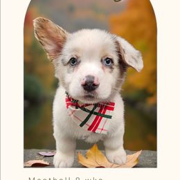 Reese - Blue merle and white male American Corgi puppy in Mansfield, Ohio from Moonrise corgis