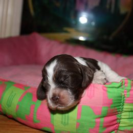 Wiz - Brown and white male Cocker Spaniel puppy in Hickory, North Carolina from Home Grown Cocker Spaniels