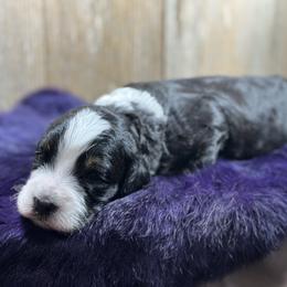 Brownie - Tri-color male Bernedoodle puppy in El Campo, Texas from Little Fur Friends Bernedoodles
