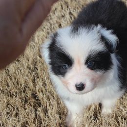 Australian Shepherds and Border Collies from Flat Rock Dogs