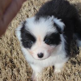 Australian Shepherds and Border Collies from Flat Rock Dogs
