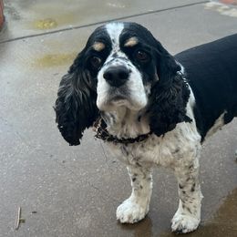Cocker Spaniels from Bagley’s Cocker Spaniels