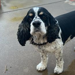 Cocker Spaniels from Bagley’s Cocker Spaniels