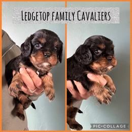 Orange - Black and tan male Cavalier King Charles Spaniel puppy in Greenleaf, Wisconsin from Ledgetop Family Cavaliers