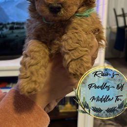 Boy 3 - Poodle puppy in Shelbyville, Tennessee from Rains Poodles Of Middle TN