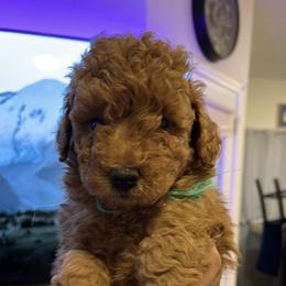 Boy 3 - Poodle puppy in Shelbyville, Tennessee from Rains Poodles Of Middle TN